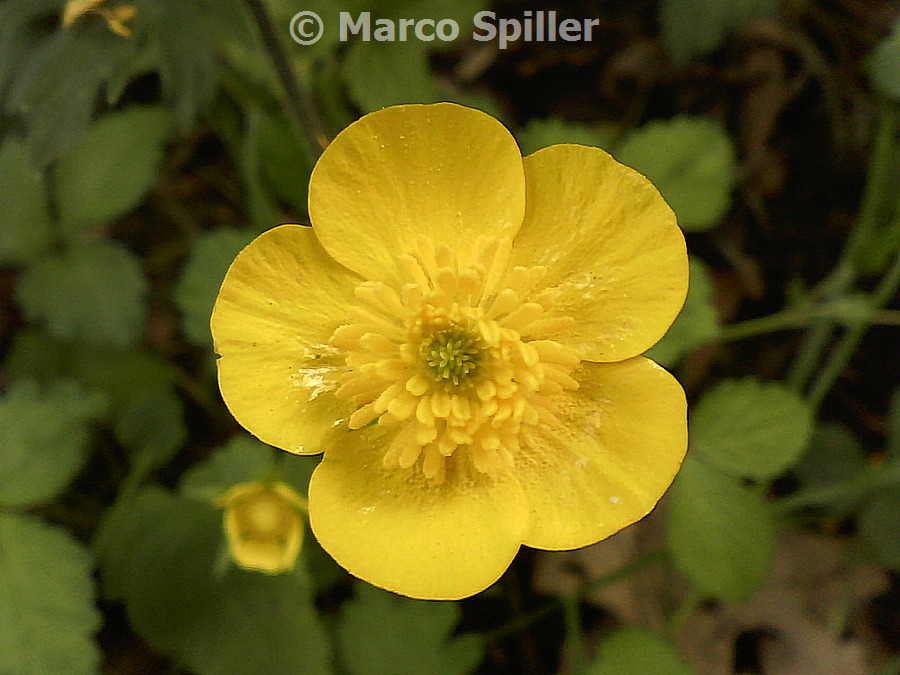 Ranunculus repens